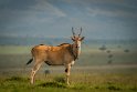 008 Masai Mara, elandantilope
